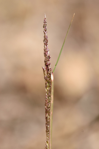Sporobolus cryptandrus iNat (3)