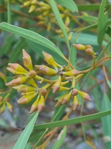 Eucalyptus foecunda observed 2025-02-12