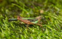 Scaria hamata