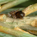 Single-leaf Pinyon Pine Aphid - Photo no rights reserved, uploaded by Jesse Rorabaugh