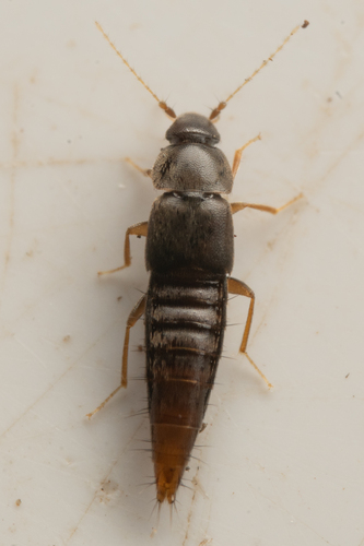 Trichophya tarsalis