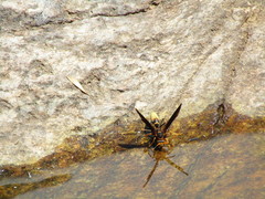 Polistes comanchus navajoe