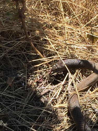 Photo of a Dugite (Pseudonaja affinis)