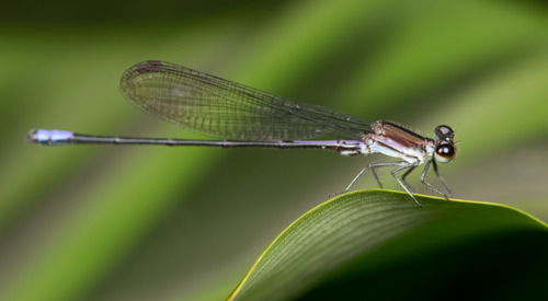Argia kokama