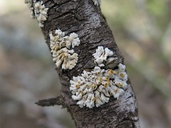 Xanthomendoza concinna