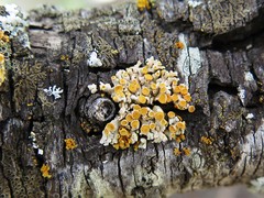 Xanthomendoza concinna