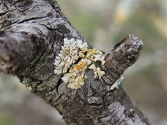 Xanthomendoza concinna