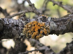 Xanthomendoza concinna