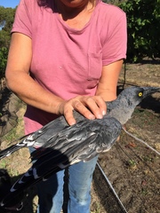 Strepera versicolor plumbea