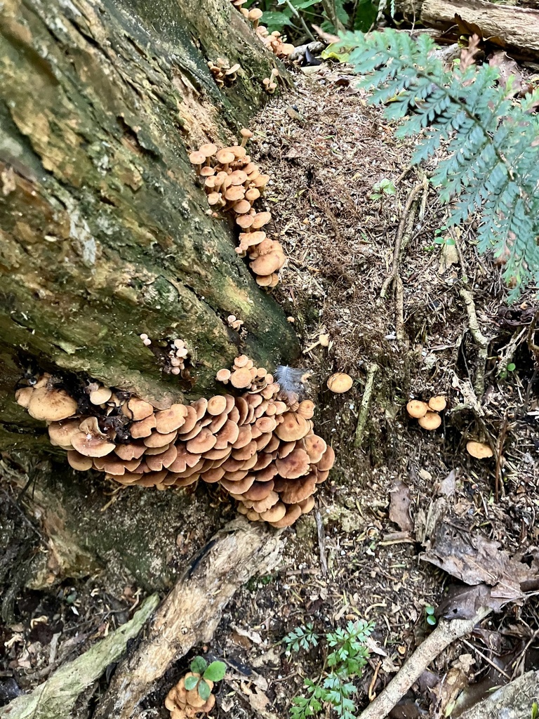 Hypholoma acutum · February 2025 · photo: © bihnz (iNaturalist, cc-by)