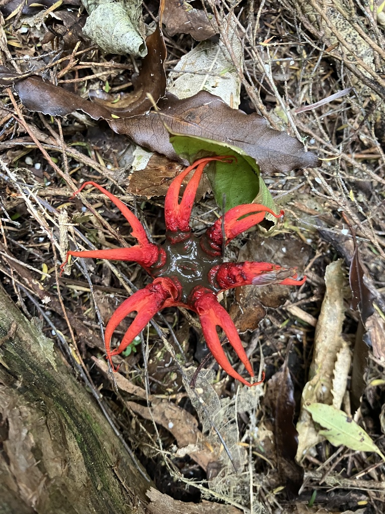 Aseroe rubra · February 2025 · photo: © bihnz (iNaturalist, cc-by)