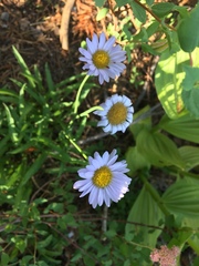 Erigeron coulteri