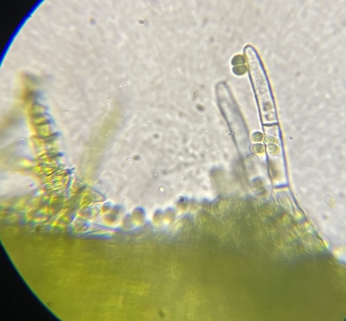 Image of Neckera menziesii by (c) Matt Berger, some rights reserved (CC BY)