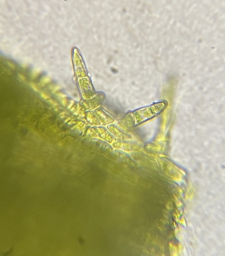 Image of Neckera menziesii by (c) Matt Berger, some rights reserved (CC BY)