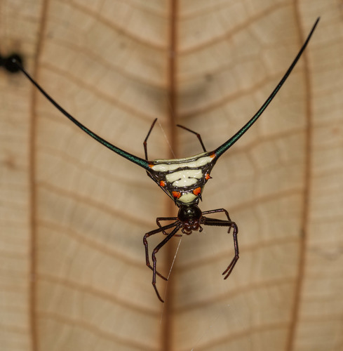 Araña Espinosa Azul