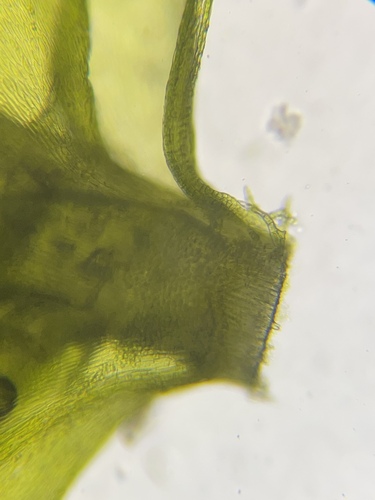 Image of Neckera menziesii by (c) Matt Berger, some rights reserved (CC BY)