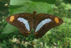 Adelpha iphiclus