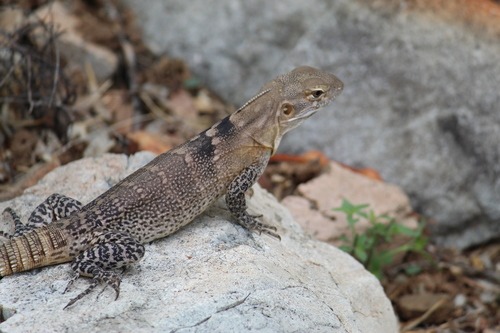 San Esteban Island × Sonoran Spiny-tailed Iguana