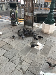 Columba livia domestica