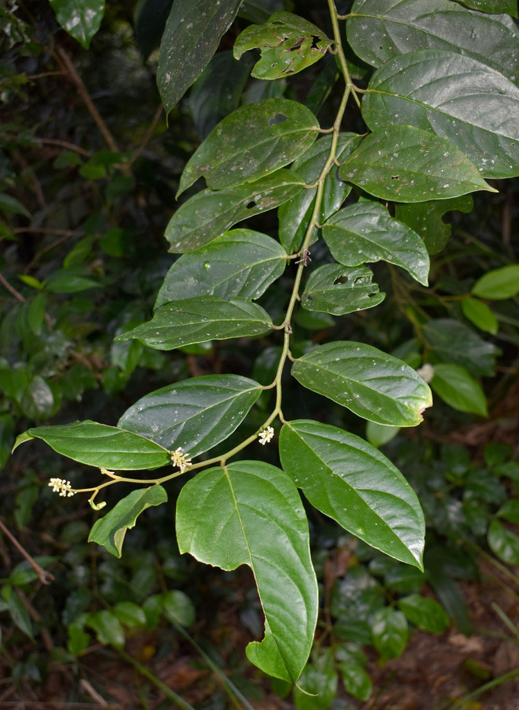 Citronella smythii