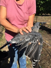 Strepera versicolor plumbea
