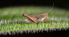 Scaria
