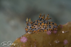 Thecacera pennigera