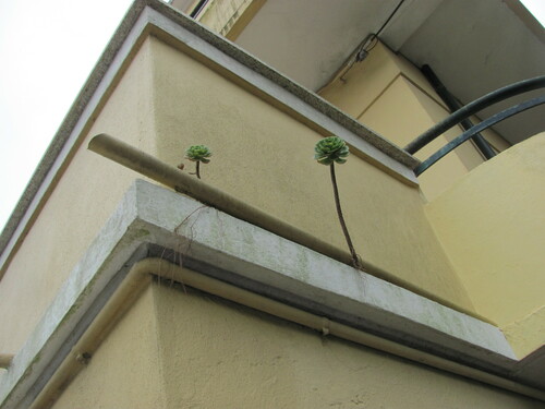 Aeonium arboreum