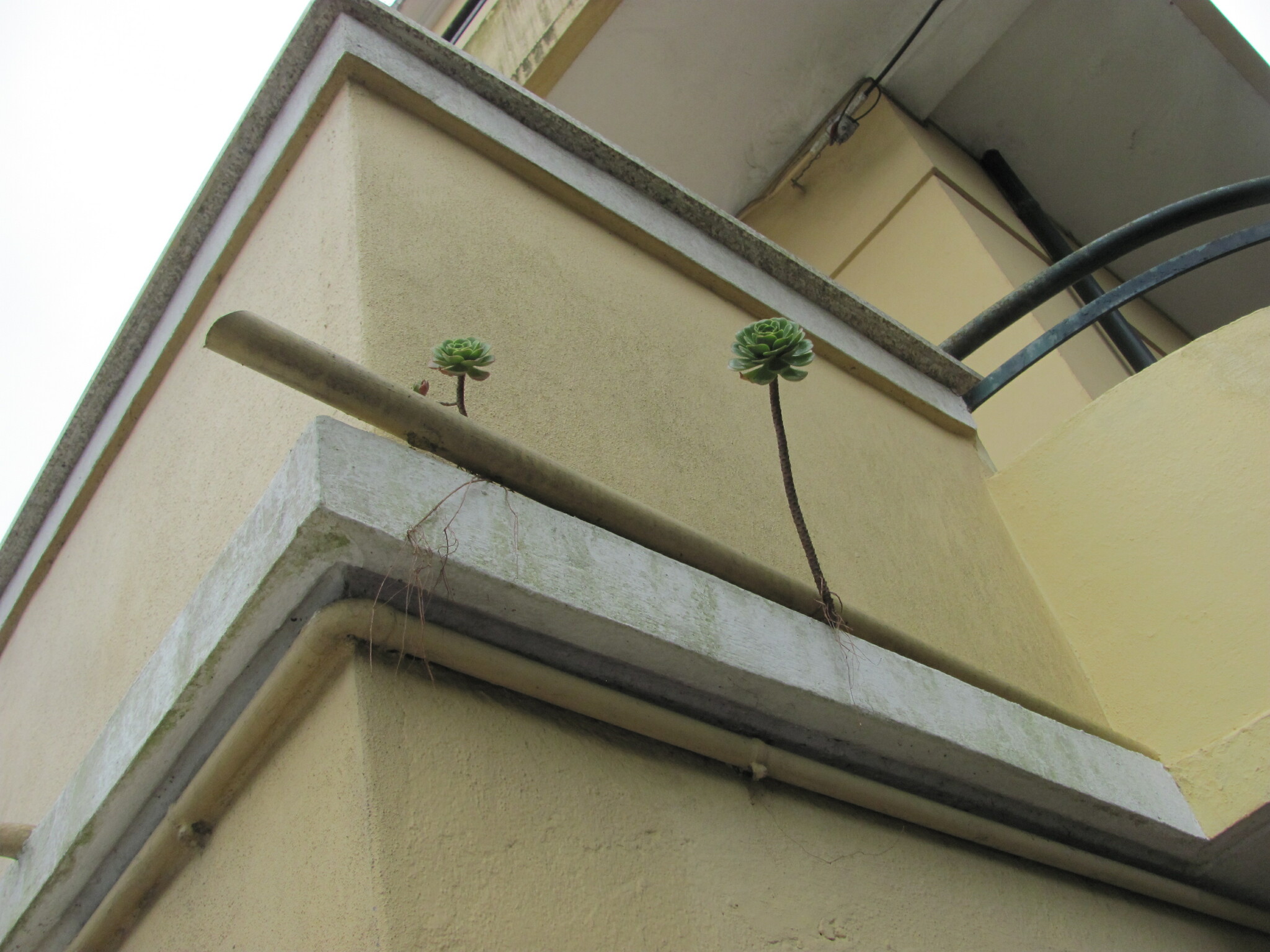 Sempervivum arboreum L. 2
