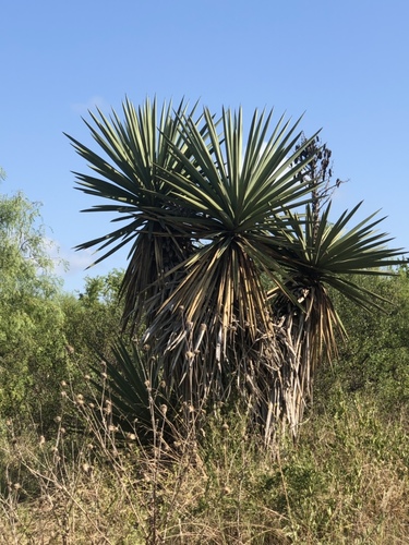 Spanish dagger