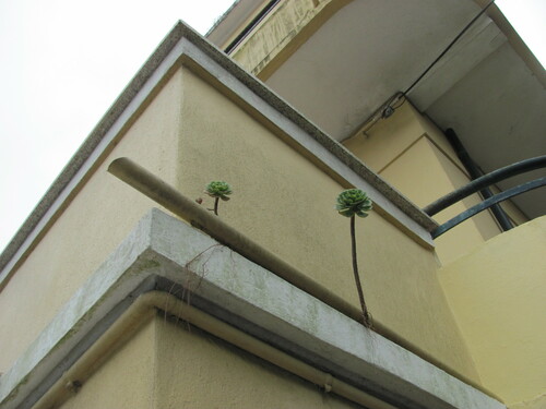 Aeonium arboreum