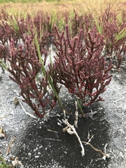 Salicornia rubra