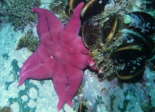 Purple Sun Star