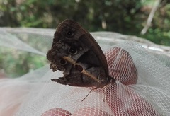 Posttaygetis penelea