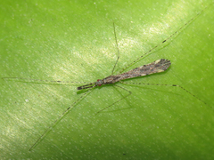 Empicoris rubromaculatus