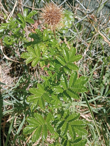 Image of Acaena pallida by (c) John Barkla, some rights reserved (CC BY)