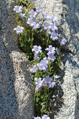 Campanula shetleri