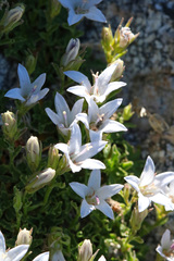 Campanula shetleri