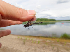 Leucorrhinia proxima