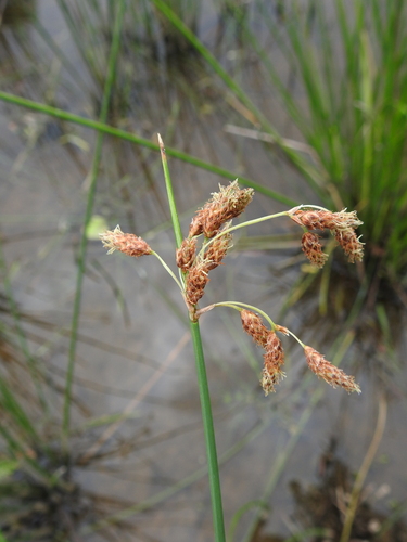 Image of Coast Club-Rush (Schoenoplectus subulatus) by (c) Scott W. Gavins, some rights reserved (CC BY)
