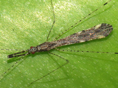 Empicoris rubromaculatus