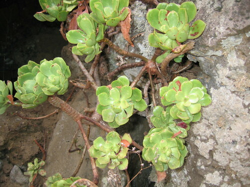 Aeonium glutinosum