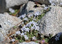 Campanula shetleri