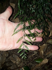 Asplenium flaccidum x a hookerianum
