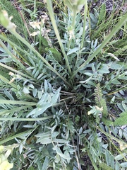 Oxytropis campestris