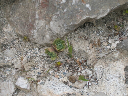 Aeonium glutinosum