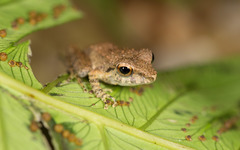 Pristimantis lanthanites