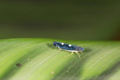 Pachitea subflava