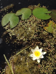 Nymphaea tetragona
