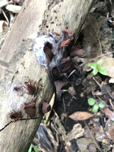 Stemonitis splendens observed 2019-07-29